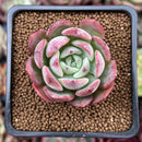 Echeveria 'Hongye' 1" Succulent Plant