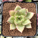 Echeveria sp. 2" Succulent Plant