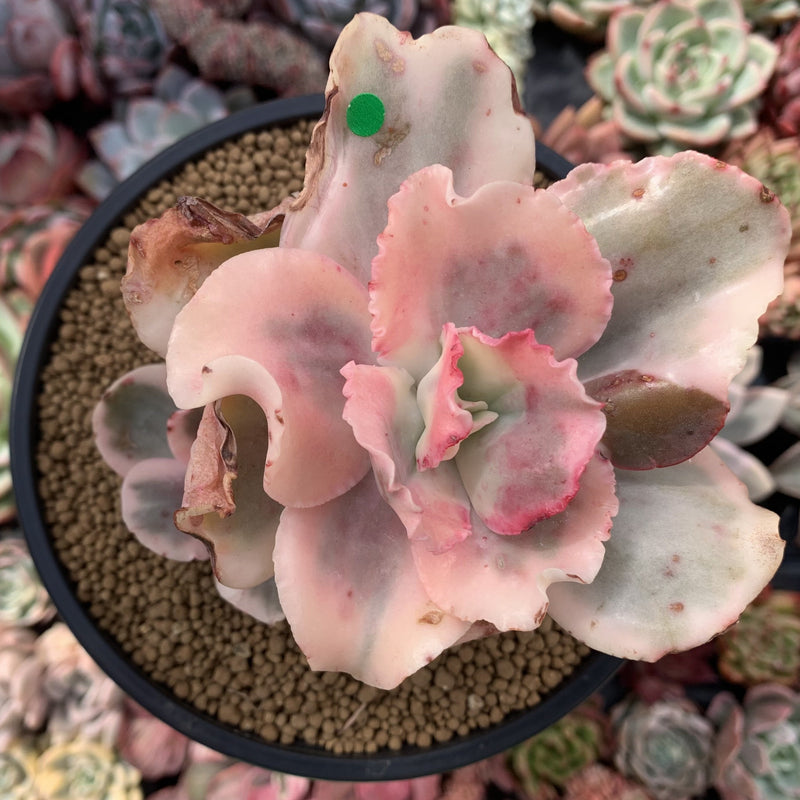 suyeon succulent Echeveria 'Suyeon Frill' Variegated 5" Succulent Plant
