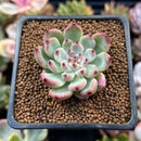 Echeveria 'Cherry Blossom' 1" Succulent Plant