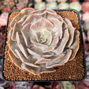Echeveria 'Lilacina' Marble Variegated 4" Succulent Plant