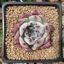 Echeveria 'Colorata' 2" Succulent Plant