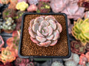 Echeveria 'Santa Ro' 1" Succulent Plant