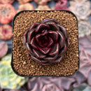 Echeveria 'Real Black' 2" New Hybrid Succulent Plant