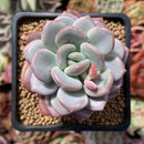 Echeveria 'Ice Cream' 2"-3" Powdery Succulent Plant