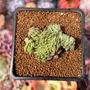 Echeveria 'Rachel' Crested 1" Succulent Plant
