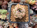 Echeveria 'Strawberry Ice' 1" Succulent Plant
