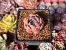 Echeveria Hybrid sp. 1"-2" Succulent Plant
