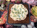 Echeveria 'Compton Carousel' 2" Succulent Plant