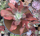 Echeveria 'Diamond State' Variegated 6-7" Large Cluster Succulent Plant