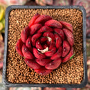 Echeveria Agavoides 'Rubra' 1"-2" Succulent Plant