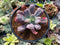 Echeveria 'Linguas' 3" Succulent Plant