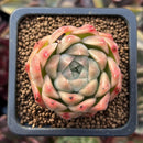 Echeveria 'Red Mill' 2" Seed-grown New Hybrid Succulent Plant