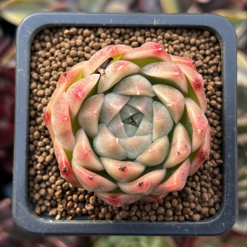 Echeveria 'Red Mill' 2" Seed-grown New Hybrid Succulent Plant