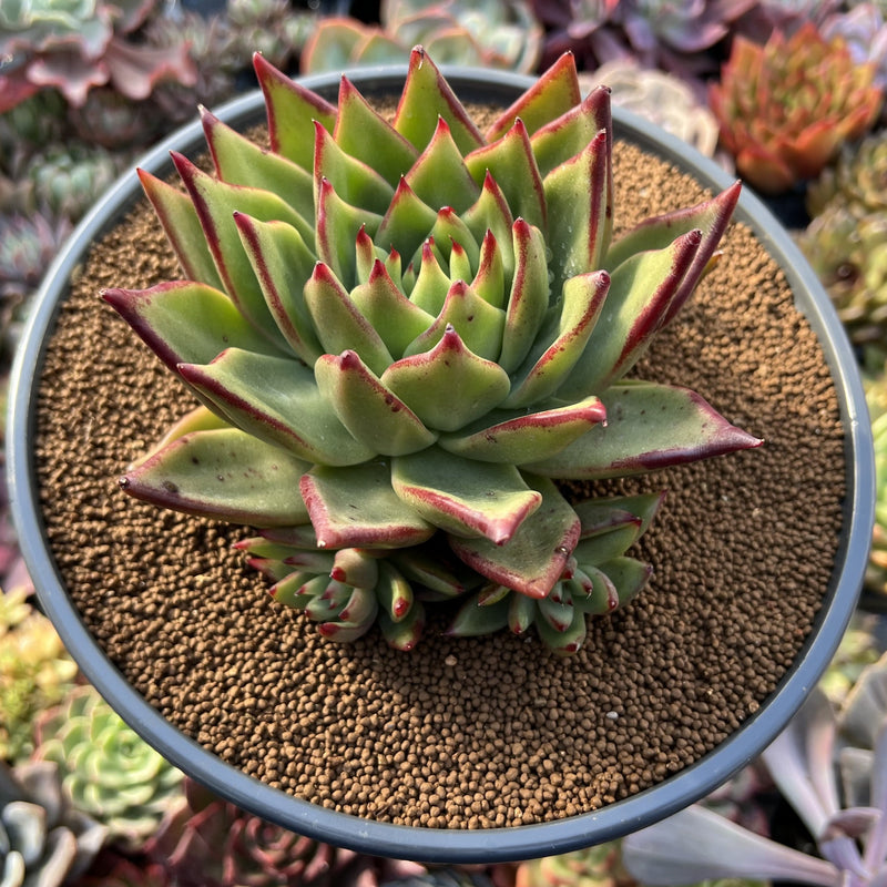 Echeveria Agavoides 'Lemon Tree' 5
