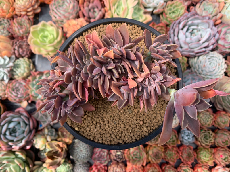 fred ives succulent Graptoveria 'Fred Ives' Crested Cluster 4" Succulent Plant