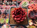 Echeveria Agavoides 'Signature' 2" Succulent Plant
