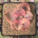 Echeveria 'Golden State' Variegated 2" Succulent Plant