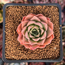Echeveria 'Crown Drop' 1"-2" Succulent Plant