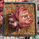 Echeveria Agavoides 'Chanel Pink' 2" Succulent Plant