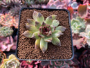 Echeveria Agavoides 'Black Queen' 3" Succulent Plant