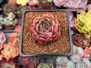 Echeveria 'Nocturnal' 1"-2" Succulent Plant