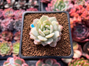 Echeveria 'Derlu' 1" Succulent Plant