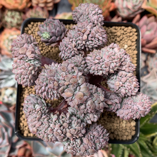 chrissy and ryan succulents Echeveria 'Chrissy N Ryan' Crested Cluster 4” Succulent Plant – True Succulents Plant Co