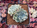 Echeveria 'Hearts Choice' 3" Cluster Succulent Plant