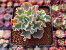 Echeveria 'Blue Curls' 2"-3" Cluster Succulent Plant