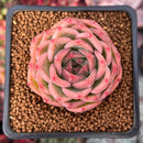 Echeveria 'Snow Angel' 1"-2" Succulent Plant