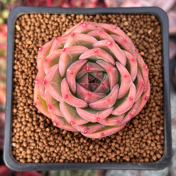 snow angel succulent Echeveria 'Snow Angel' 1