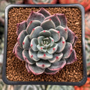 Echeveria 'Subalpina' Hybrid 2" Succulent Plant