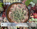 Echeveria 'Madiba' 6" Very Large Specimen Succulent Plant