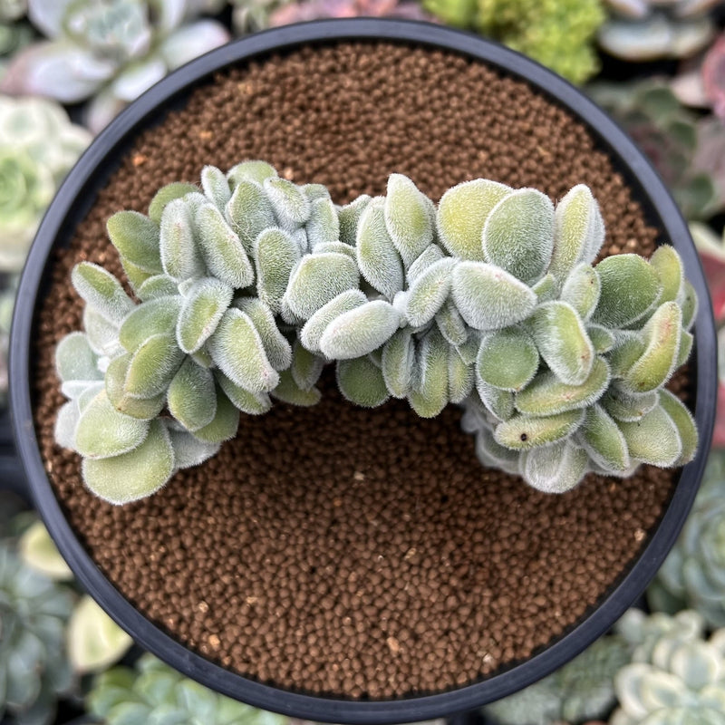 crested frosty succulent Echeveria 'Pulvinata 'Frosty' Crested 3