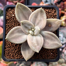 Echeveria 'Xichuensis' 2" Succulent Plant