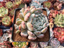 Echeveria 'Viyant' 4" Cluster Succulent Plant