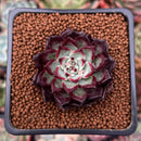 Echeveria 'Sarahime' 1" Succulent Plant
