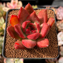 Echeveria Agavoides sp. 2" Succulent Plant