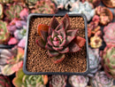 Echeveria Agavoides 'Red Bridge' 1" Succulent Plant