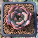 Echeveria 'Shallot' 1" Succulent Plant