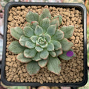 Echeveria Agavoides 'Miracle' Variegated 2" Succulent Plant