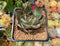 Echeveria 'Longissima' Hybrid 2" Succulent Plant