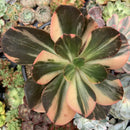 Echeveria 'Primadonna' Variegated 6" Large Specimen Succulent Plant