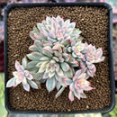 Echeveria 'Mebina' Variegated 3" Cluster Succulent Plant