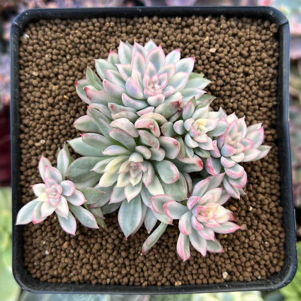 Echeveria 'Mebina' Variegated 3" Cluster Succulent Plant
