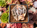 Echeveria 'Cubic Frost' Variegated 2" Succulent Plant