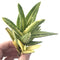 Aloe 'Nobilis' Variegated Cluster 3" Succulent Plant