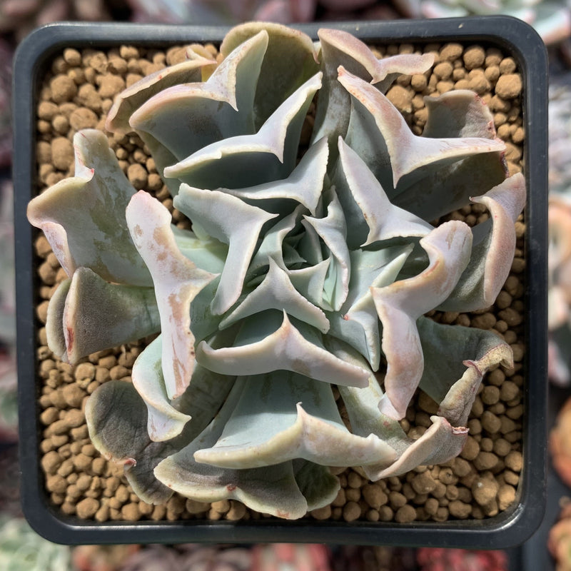 desert succulent plants Echeveria 'Desert Star' 3" Succulent Plant – True Succulents Plant Co