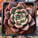 Echeveria 'Sharman' 2" Succulent Plant
